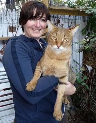 Chausie entre top 10 Mejores razas de gatos gigantes