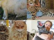 Top: Mejores razas gatos gigantes