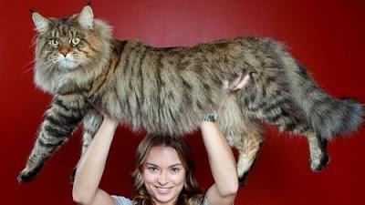 maine coon entre top 10 Mejores razas de gatos gigantes