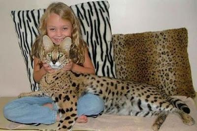 savannah entre top 10 Mejores razas de gatos gigantes