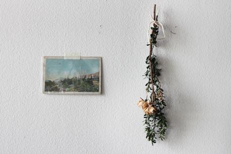 Una rosa es mucho más...