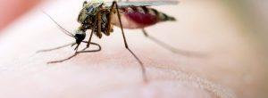 Remedios caseros para mordeduras del mosquito