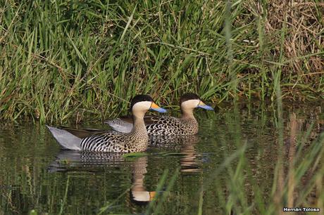 Volvió el agua, volvieron los patos