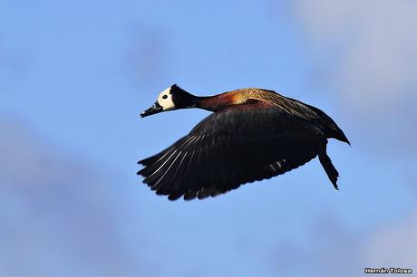 Volvió el agua, volvieron los patos