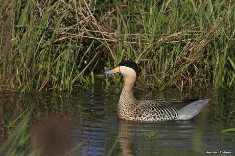 Volvió el agua, volvieron los patos