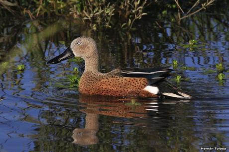 Volvió el agua, volvieron los patos