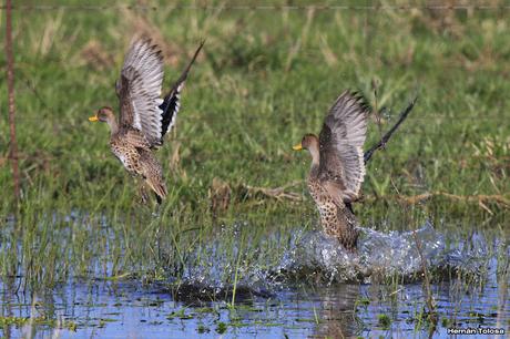 Volvió el agua, volvieron los patos