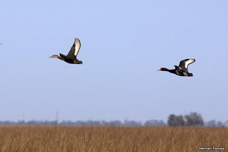 Volvió el agua, volvieron los patos