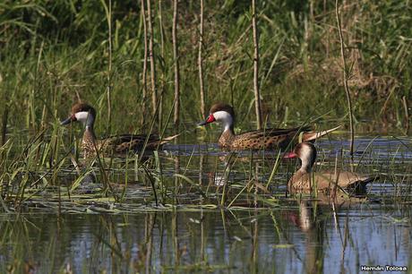 Volvió el agua, volvieron los patos