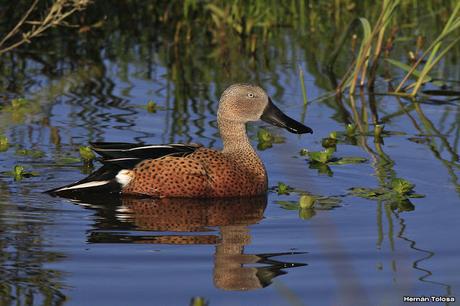 Volvió el agua, volvieron los patos