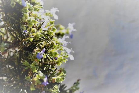 5 PLANTAS QUE TE HARÁN FELIZ