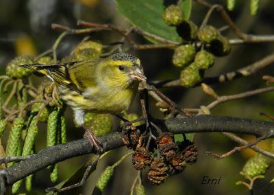 PASEANDO POR EL PARQUE DE LAS LLAMAS