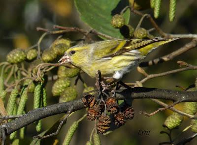 PASEANDO POR EL PARQUE DE LAS LLAMAS