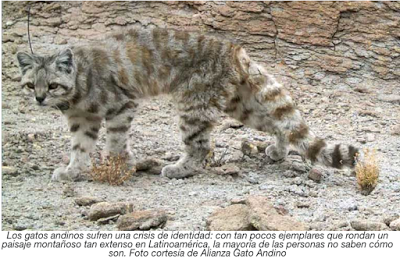 Encontrar a Jacobo: un gato andino cautiva a los conservacionistas