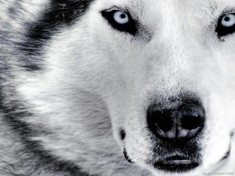 Resultado de imagen de alaska perro husky