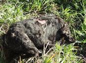 Aparece perro decapitado Miguel Tabagón