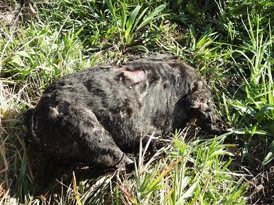 Aparece un perro decapitado en San Miguel de Tabagón Aparece un perro decapitado en San Miguel de Tabagón