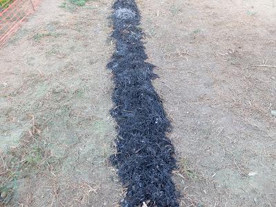 CHUFAS, UNA EXPERIENCIA MUY POSITIVA EN MI HUERTO.