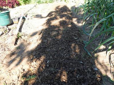 CHUFAS, UNA EXPERIENCIA MUY POSITIVA EN MI HUERTO.