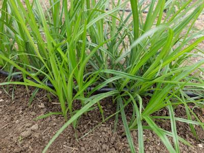 CHUFAS, UNA EXPERIENCIA MUY POSITIVA EN MI HUERTO.