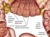 Desbalance bacterias intestinales: causa muchos males salud