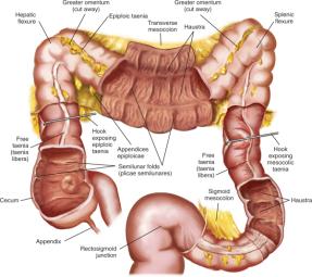 Desbalance de las bacterias intestinales: La causa de muchos males de salud