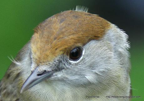 14. Curruca Capirotada (♀ ad.).