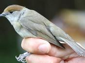 Curruca Capirotada ad.).