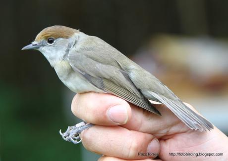 14. Curruca Capirotada (♀ ad.).