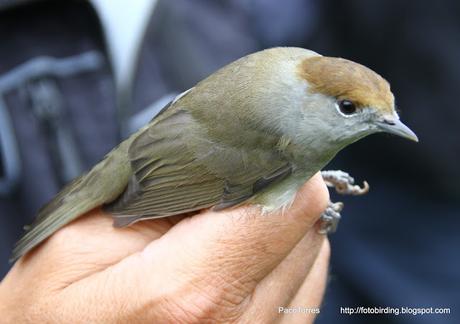 14. Curruca Capirotada (♀ ad.).