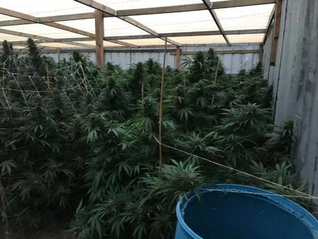 Detienen a 4 cubanos en Colorado por cultivar marihuana ilegalmente