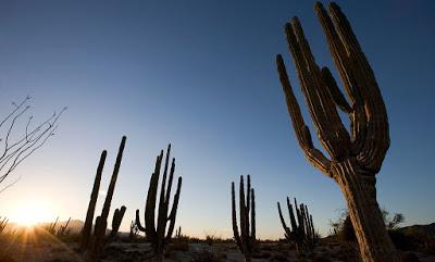 La casa entre los cactus - Paul Pen