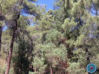 LA JAROSA : LA  RUTA DEL BOSQUE PLATEADO