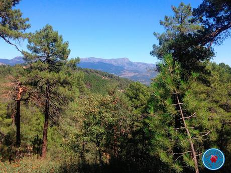 LA JAROSA : LA  RUTA DEL BOSQUE PLATEADO