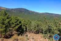 LA JAROSA : LA  RUTA DEL BOSQUE PLATEADO