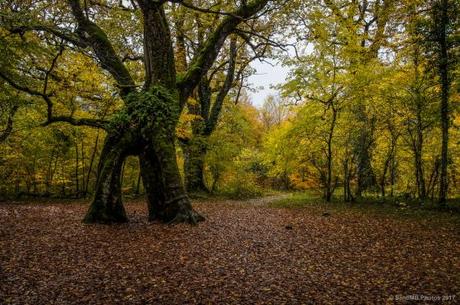 El bosque de los Robles Milenarios de Danbulintxulo