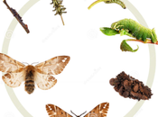 ¿Qué sabemos sobre polillas?