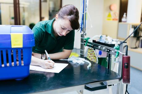 notificación muerte mascota