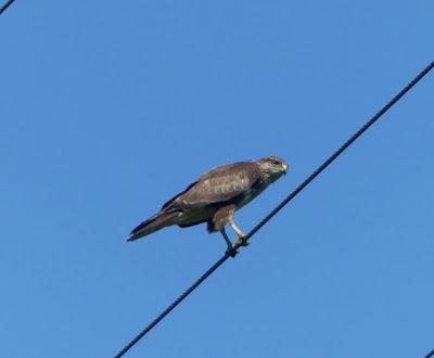 Ratoneros en los cables
