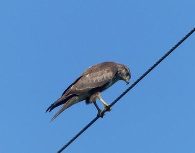 Ratoneros en los cables