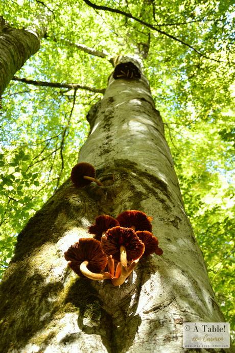 Escapada Otoñal: País Vasco Francés y Selva de Irati