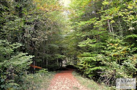 Escapada Otoñal: País Vasco Francés y Selva de Irati