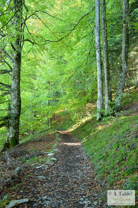 Escapada Otoñal: País Vasco Francés y Selva de Irati