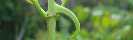 Uña de gato peruana en fitoterapia antiinflamatoria