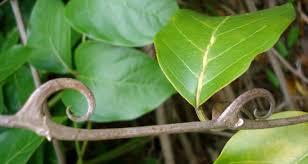 Uña de gato peruana en fitoterapia antiinflamatoria