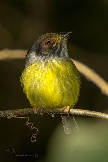 Mosqueta enana (Eared Pigmy-tyrant) Myiornis auricularis