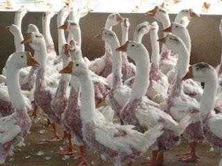 MALTRATO: Producción de plumas y plumón MALTRATO: Producción de plumas y plumón