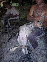 MALTRATO: Producción de plumas y plumón MALTRATO: Producción de plumas y plumón