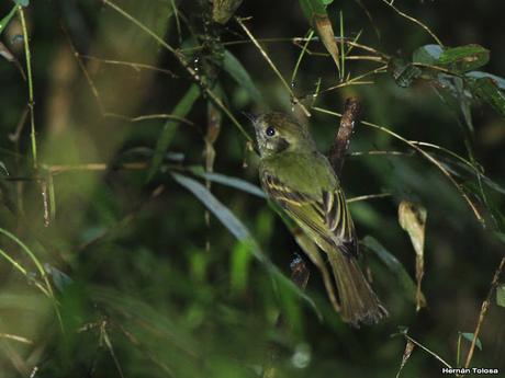 Mosqueta corona parda (Leptopogon amaurocephalus)