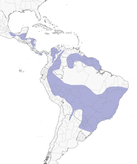 Mosqueta corona parda (Leptopogon amaurocephalus)